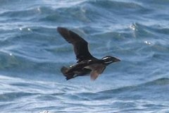 Rhinoceros Auklet